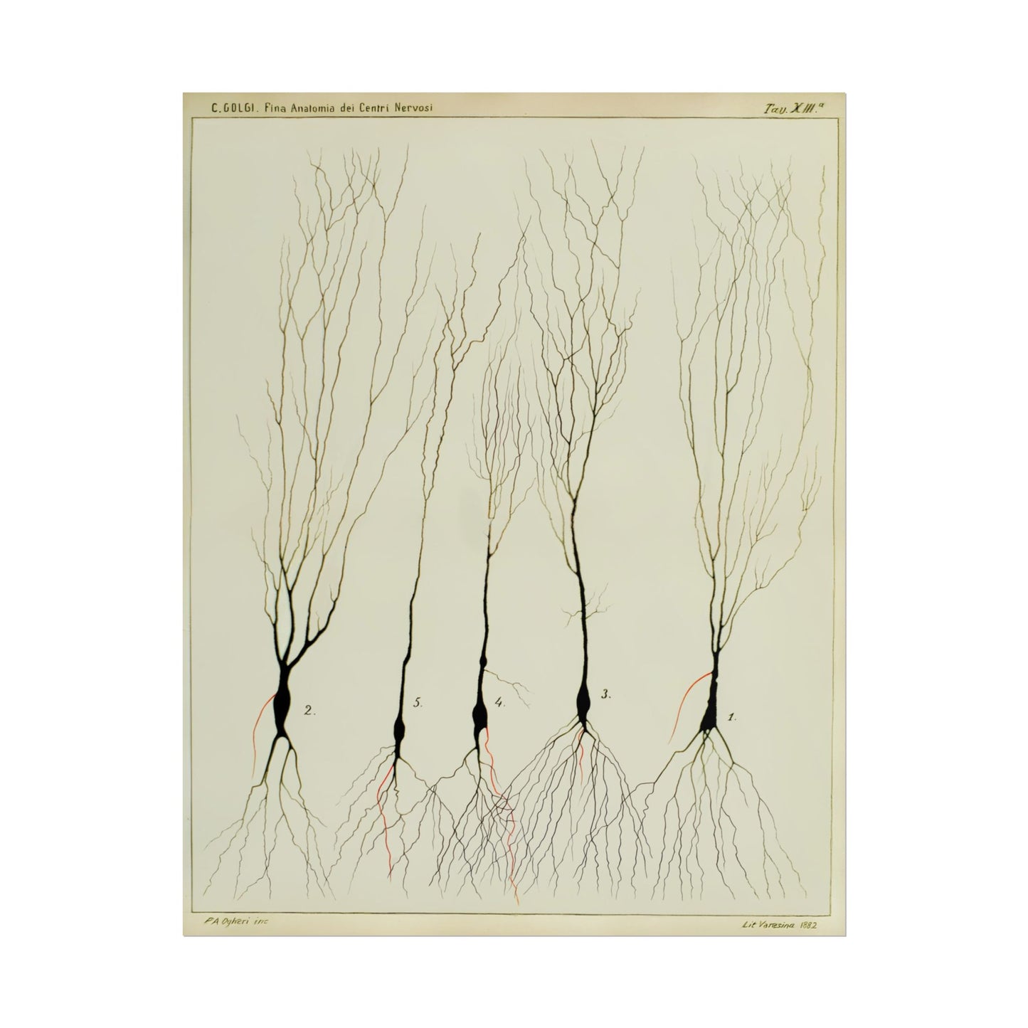 Neuron drawing poster by Ramon Santiago y Cajal - Black frame wall art