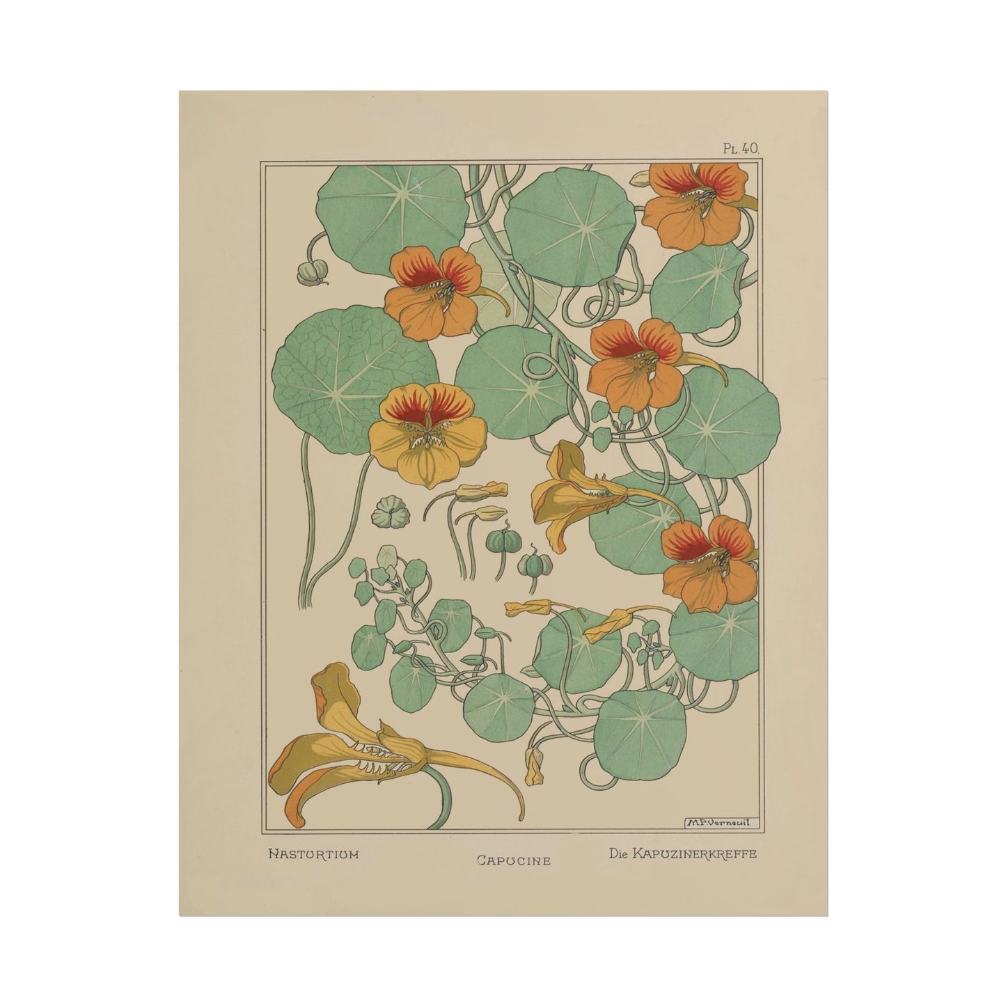 Nasturtium Flower poster by Edmund Dulac - 11x14 inch print
