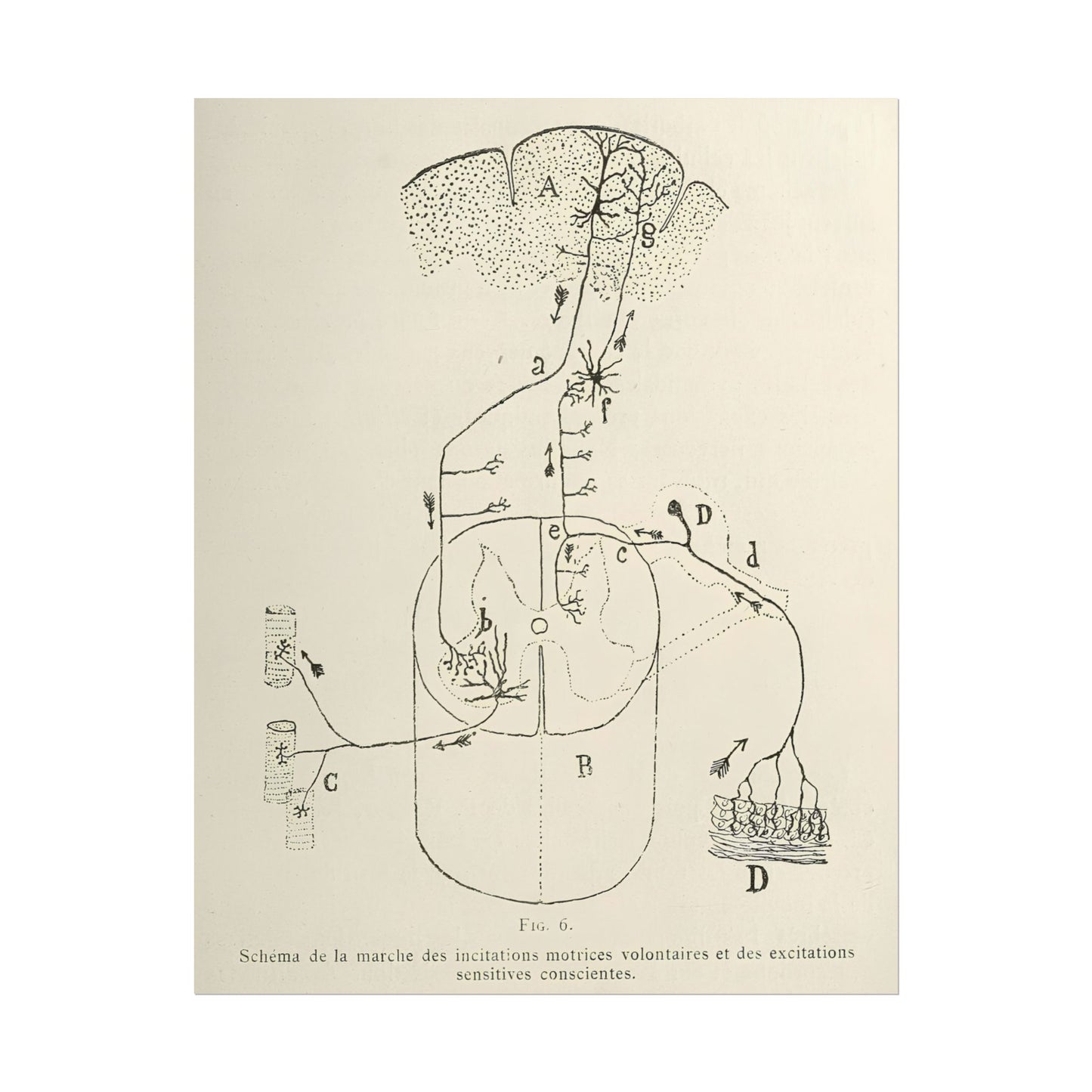 Neuron Drawing poster by Ramon Santiago y Cajal - 11x14 inch print