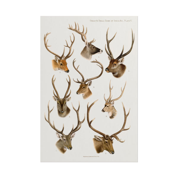 Vintage wildlife art featuring detailed illustrations of various deer heads.