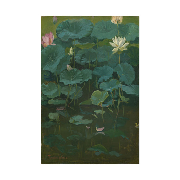 Lush green lotus leaves with delicate pink and white blossoms.