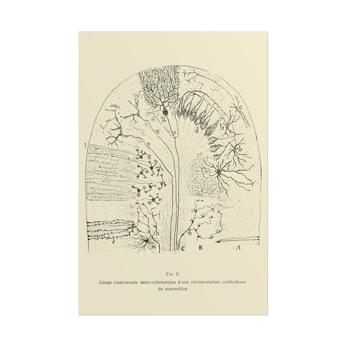 Neuron Drawing poster by Ramon Santiago y Cajal - 12x18 inch print