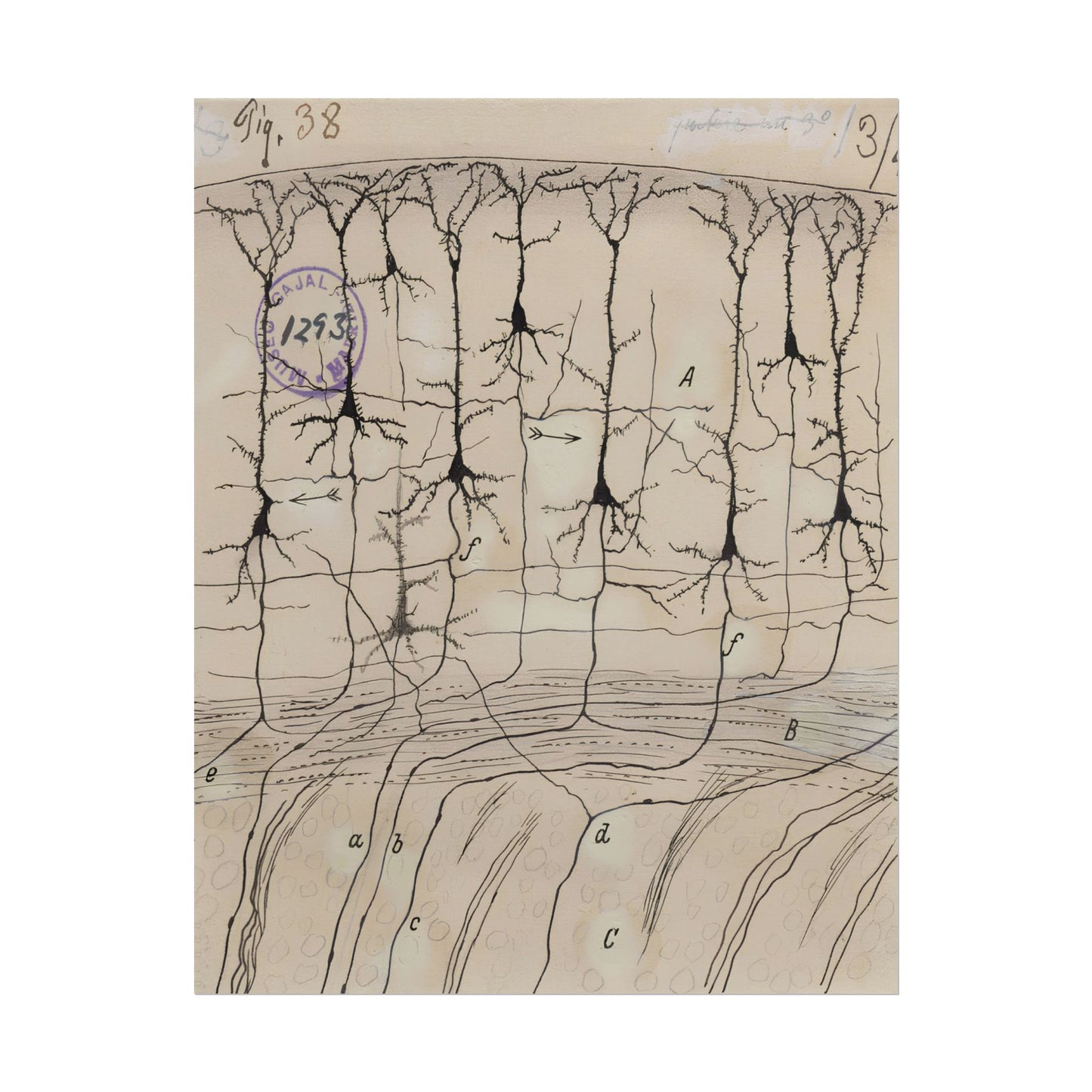 Neuron Drawing poster by Ramon Santiago y Cajal - 11x14 inch print