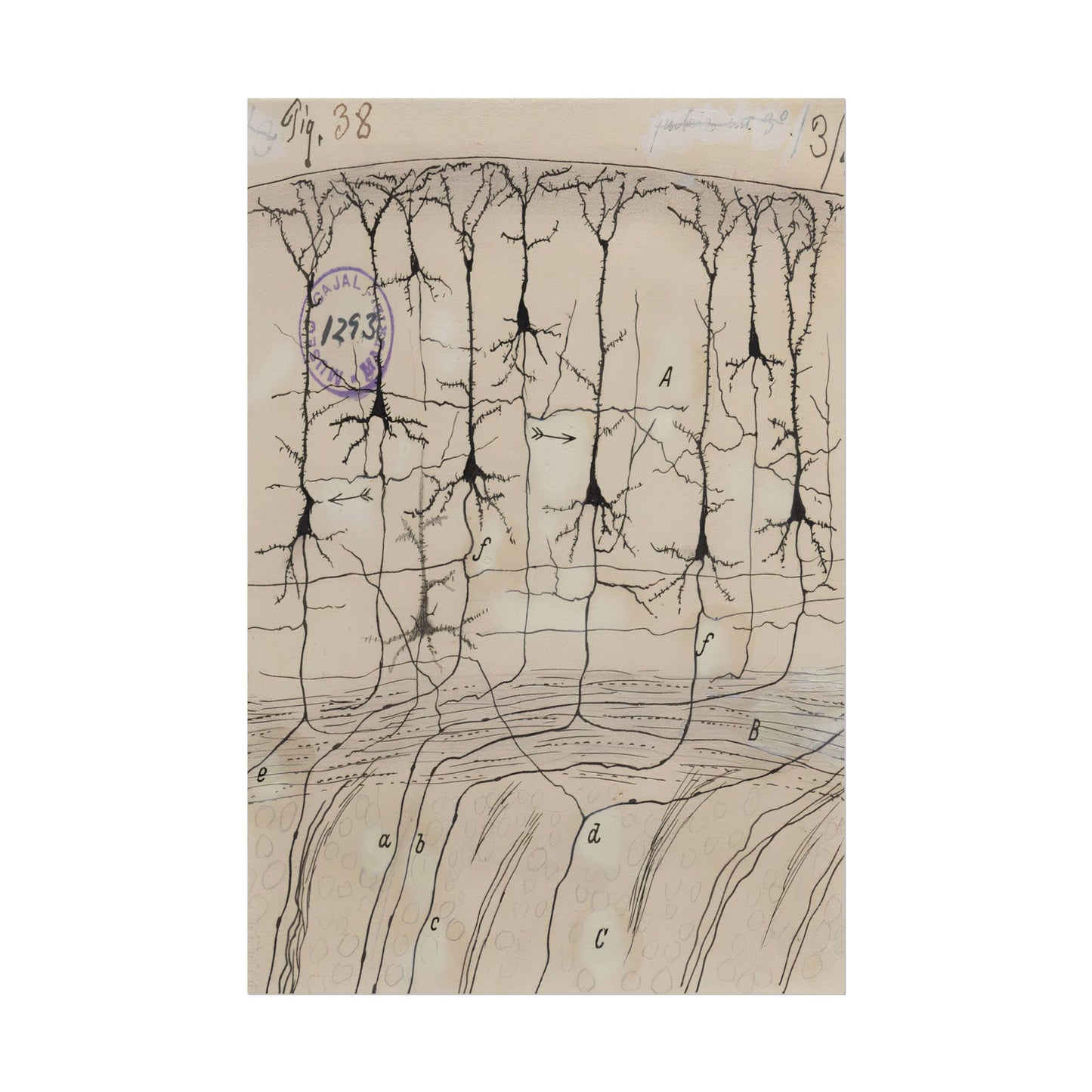 Neuron Drawing poster by Ramon Santiago y Cajal - 12x18 inch print