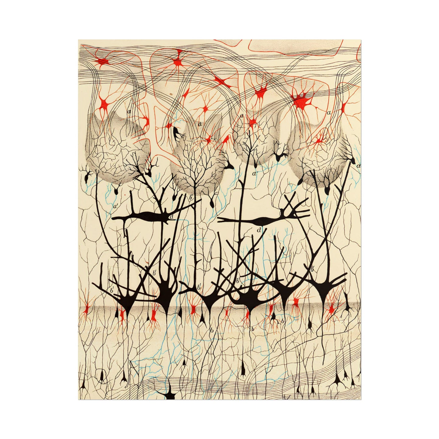 Neuron Drawing poster by Ramon Santiago y Cajal - 11x14 inch print