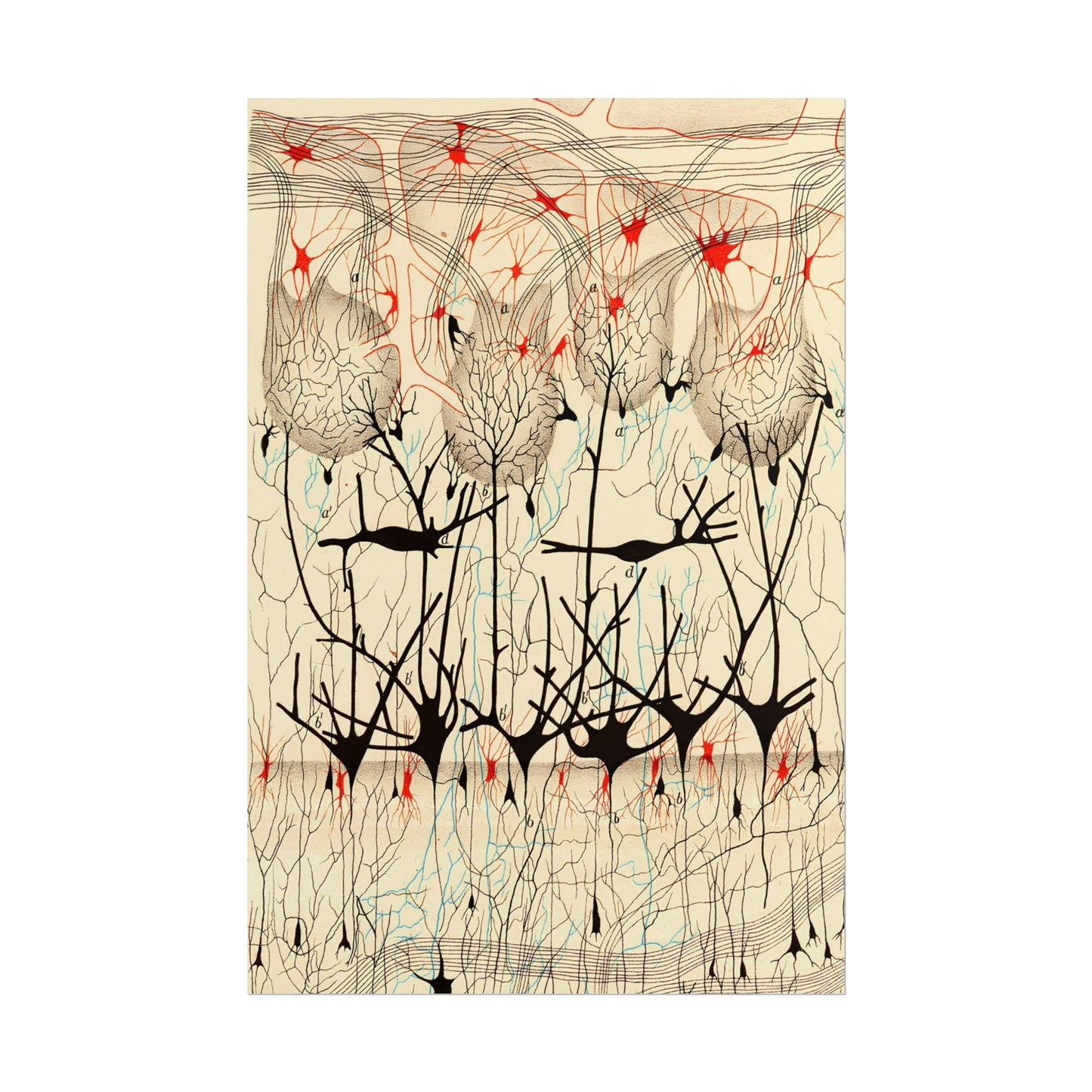Neuron Drawing poster by Ramon Santiago y Cajal - 16x24 inch poster print
