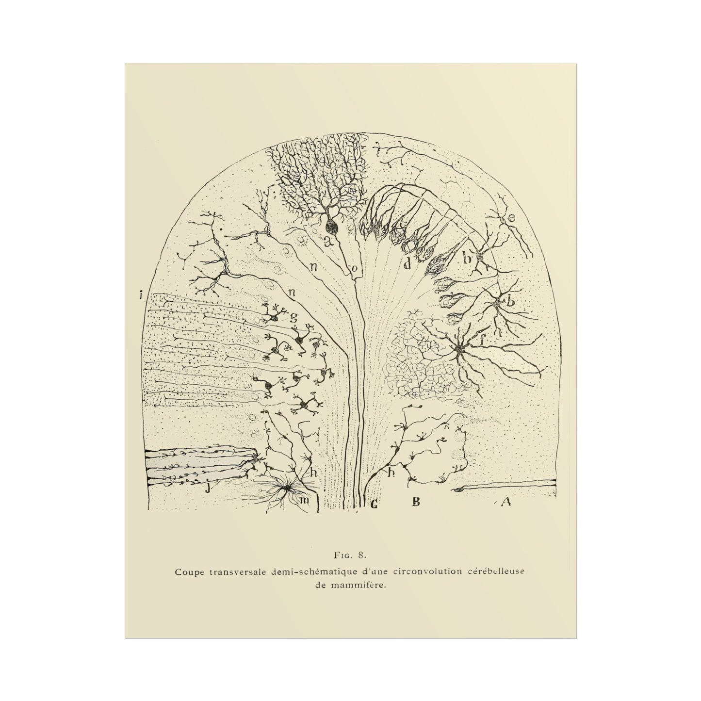 Neuron Drawing poster by Ramon Santiago y Cajal - 11x14 inch print
