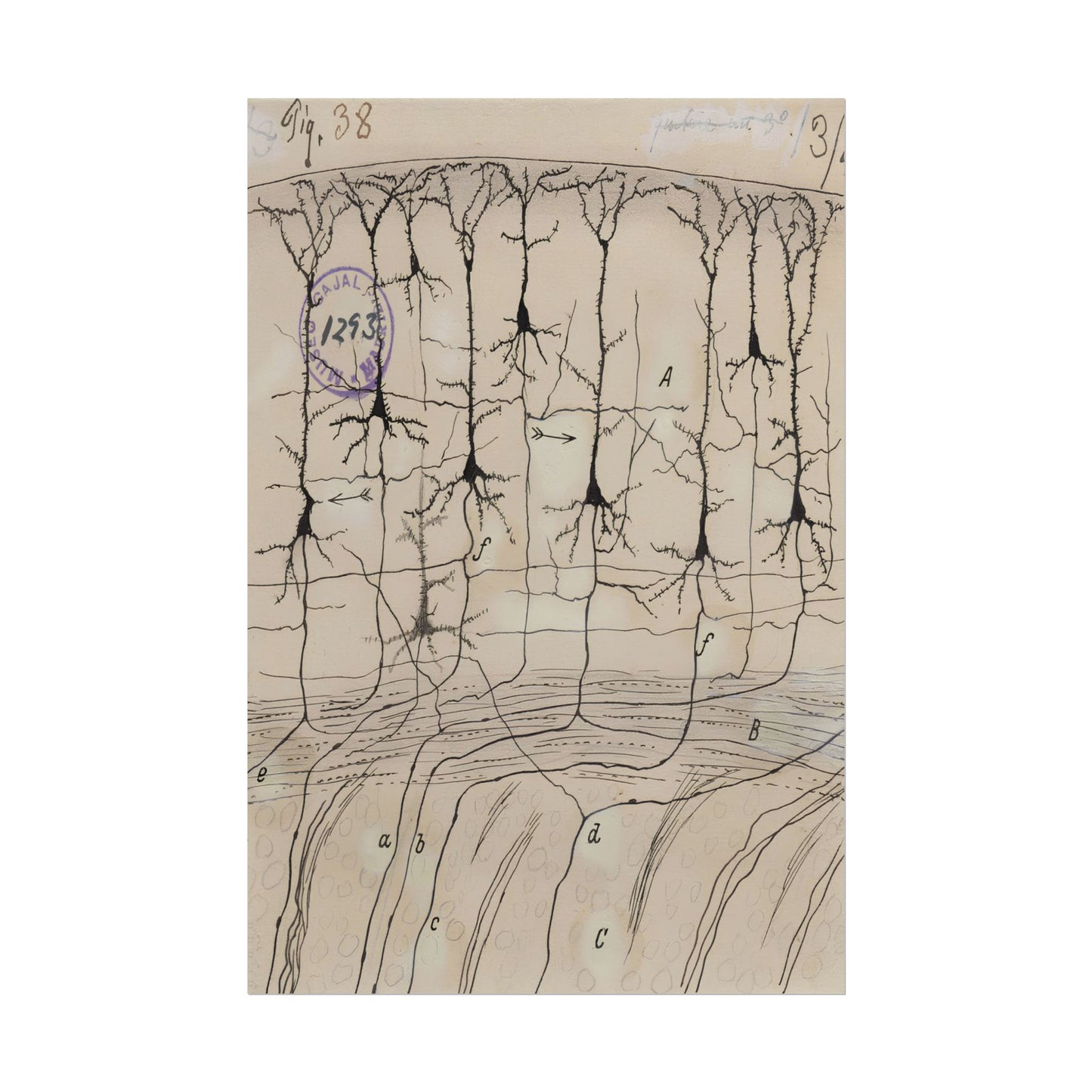 Neuron Drawing poster by Ramon Santiago y Cajal - 16x24 inch poster print