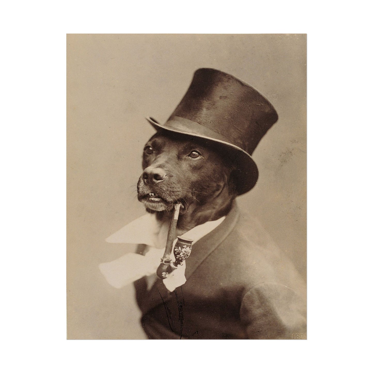 Gentlemen Dog