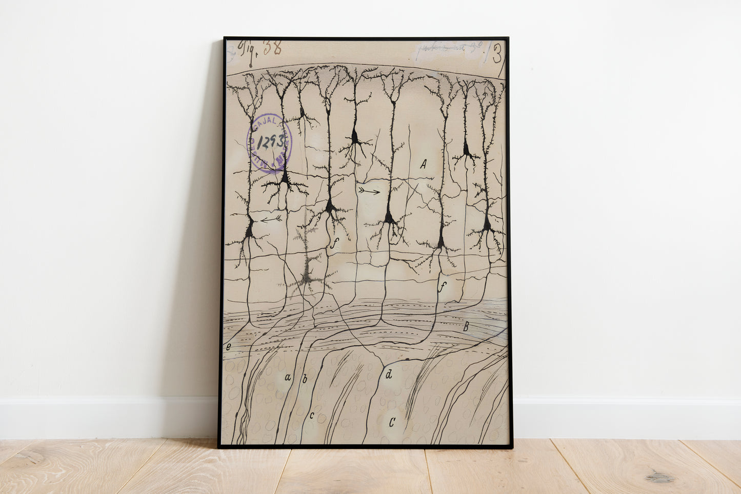 Neuron Drawing poster by Ramon Santiago y Cajal - Black frame wall art