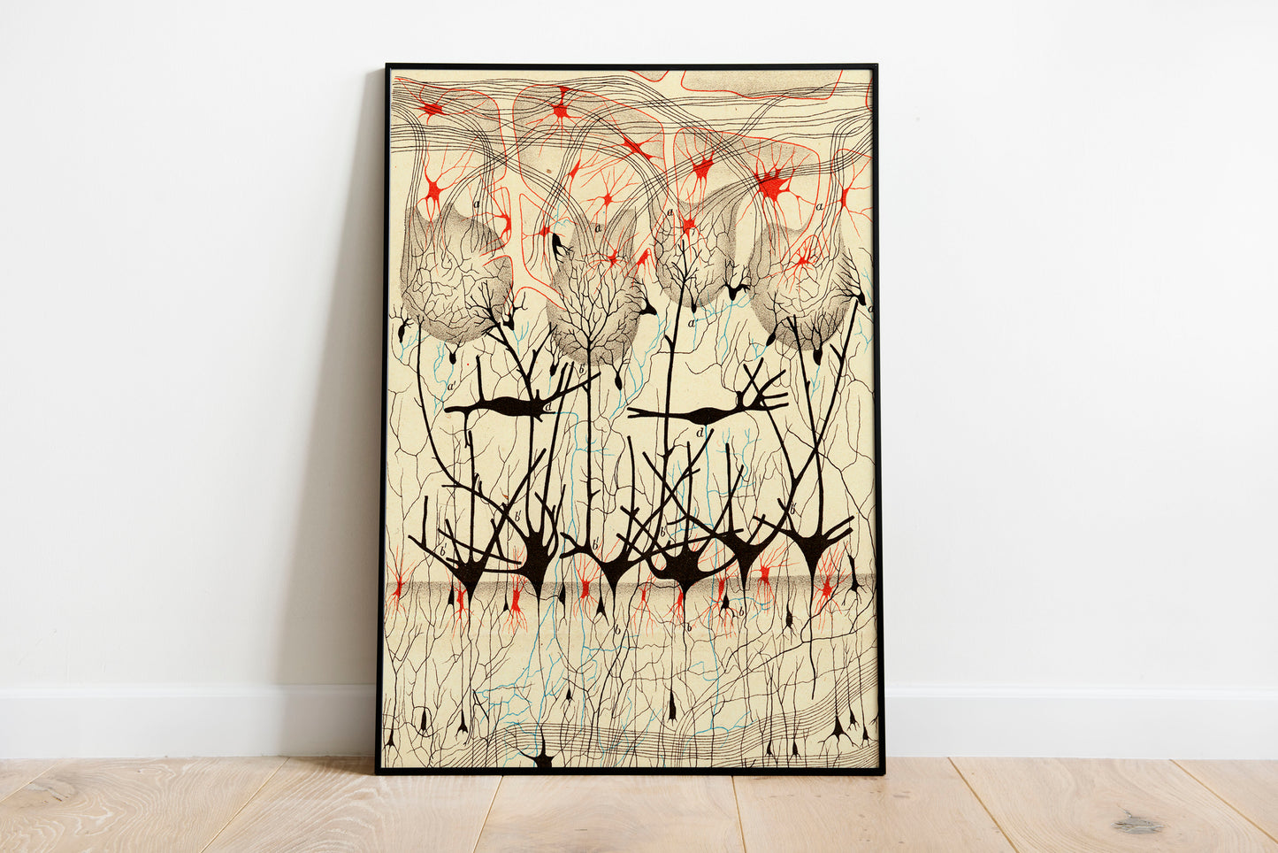 Neuron Drawing poster by Ramon Santiago y Cajal - Black frame wall art