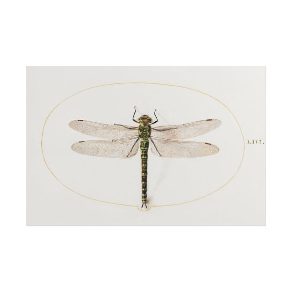 Detailed illustration of a dragonfly by Joris Hoefnagel.