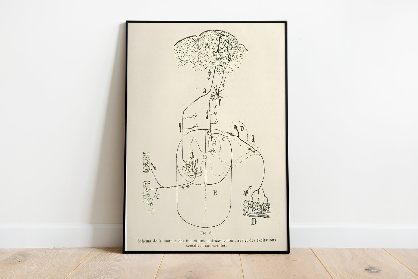 Neuron Drawing poster by Ramon Santiago y Cajal - Black frame wall art