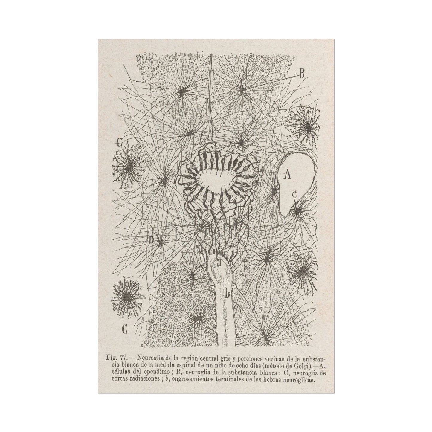 Neuron Drawing poster by Ramon Santiago y Cajal - 12x18 inch print