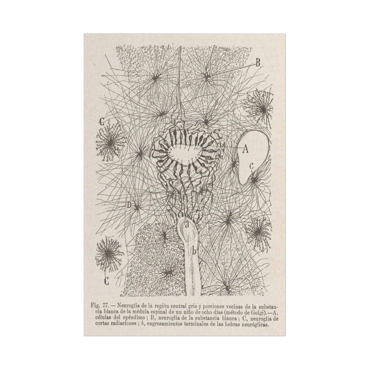 Neuron Drawing poster by Ramon Santiago y Cajal - 16x24 inch poster print