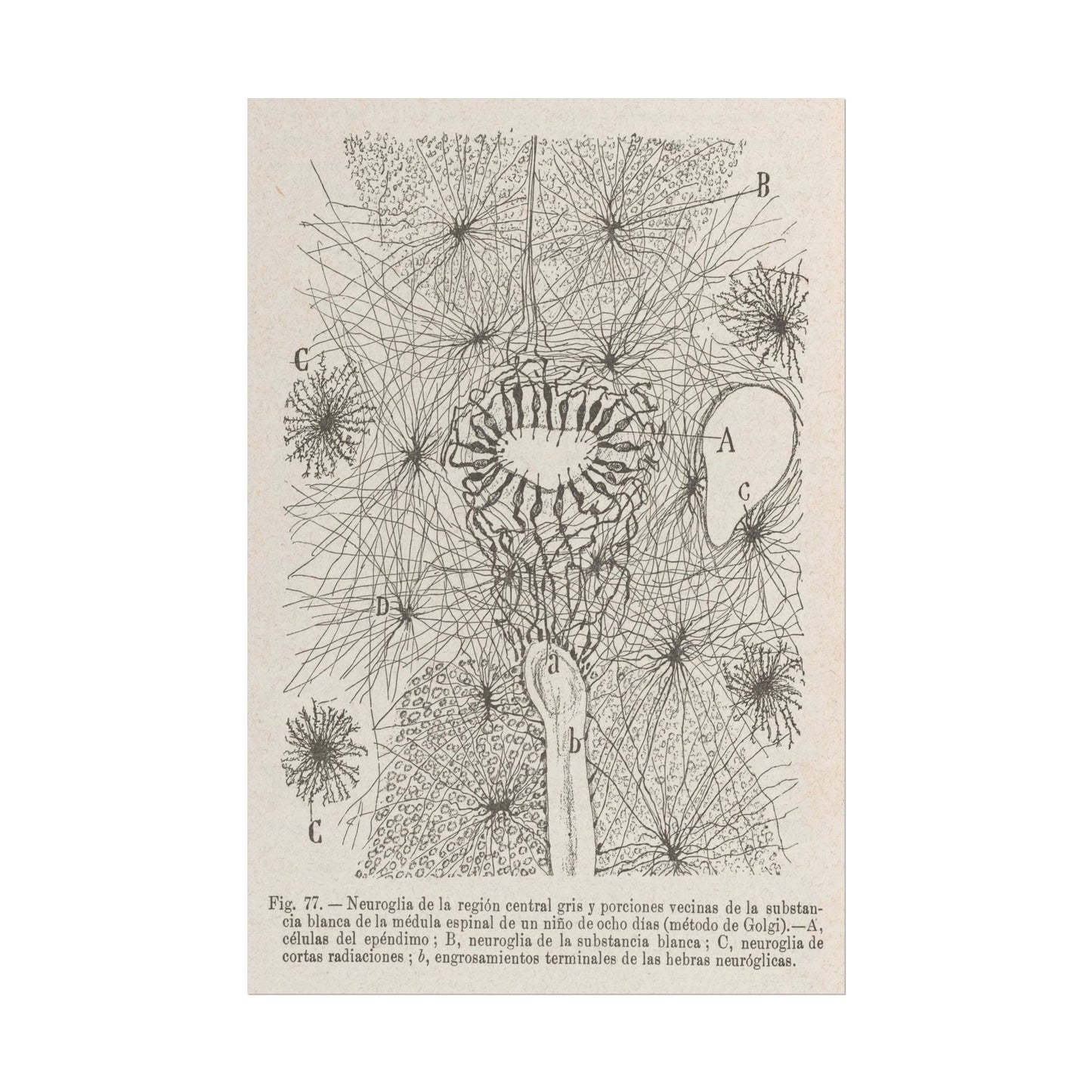 Neuron Drawing poster by Ramon Santiago y Cajal - 20x30 inch poster print