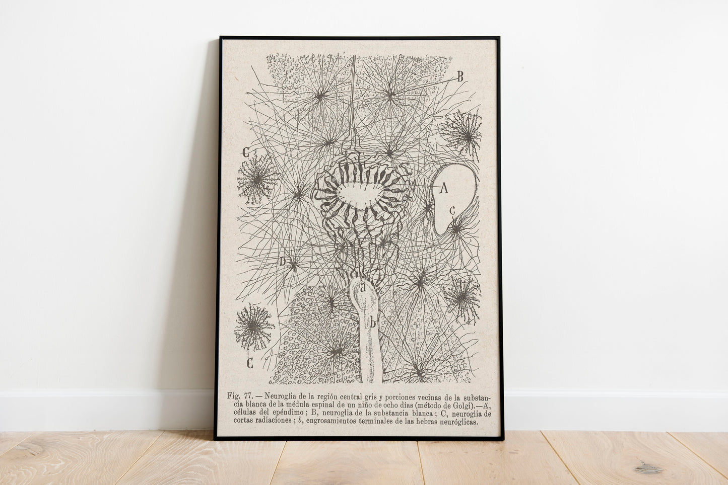 Neuron Drawing poster by Ramon Santiago y Cajal - Black frame wall art