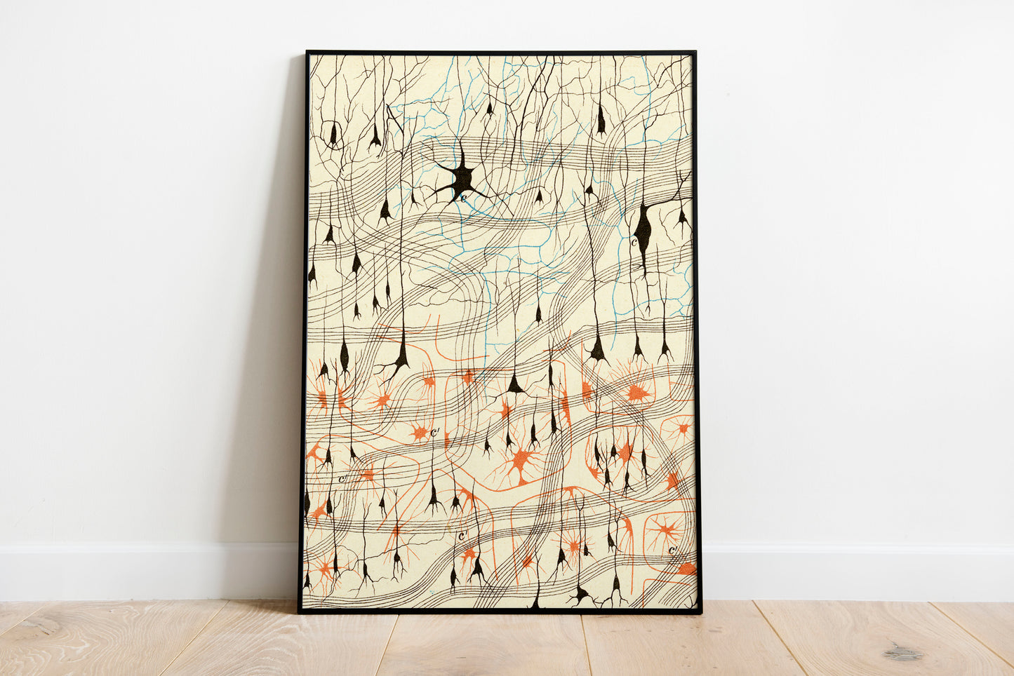 Neuron Drawing poster by Ramon Santiago y Cajal - Black frame wall art