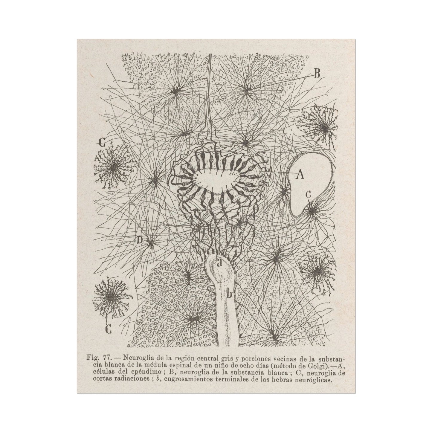 Neuron Drawing poster by Ramon Santiago y Cajal - 11x14 inch print