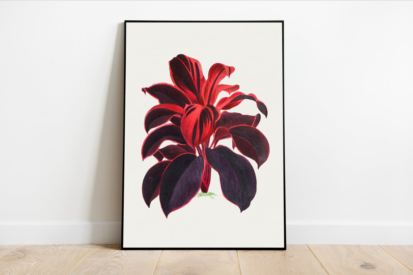 Hawaiian Ti Plant Illustration