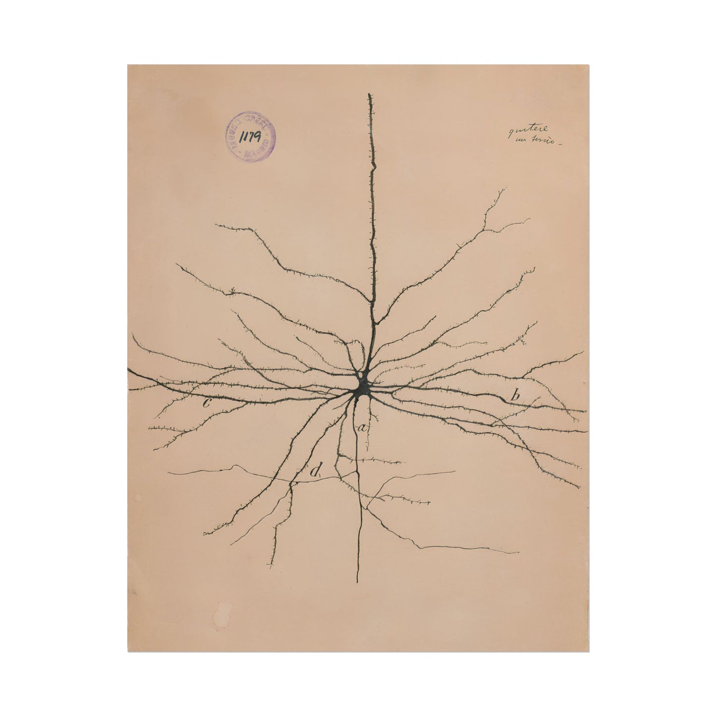 Neuron Drawing poster by Ramon Santiago y Cajal - 11x14 inch print