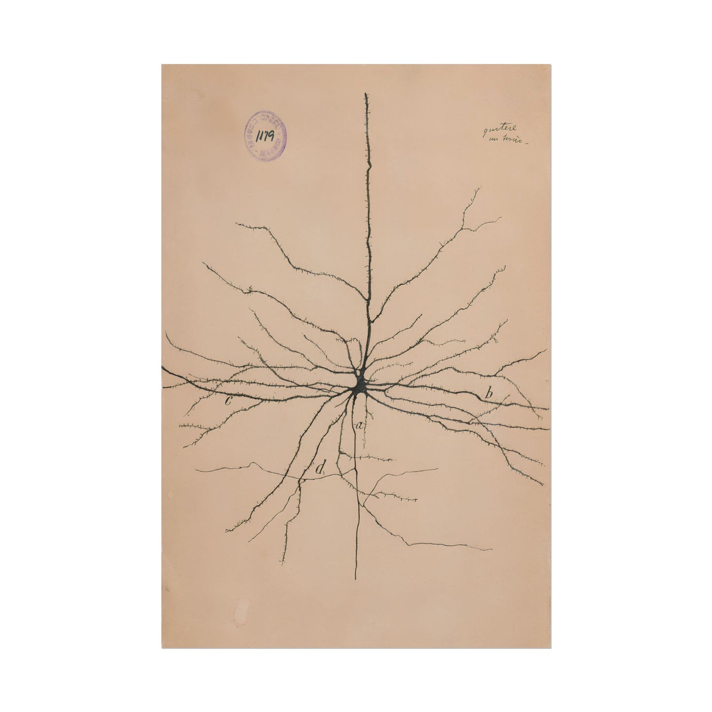 Neuron Drawing poster by Ramon Santiago y Cajal - 12x18 inch print