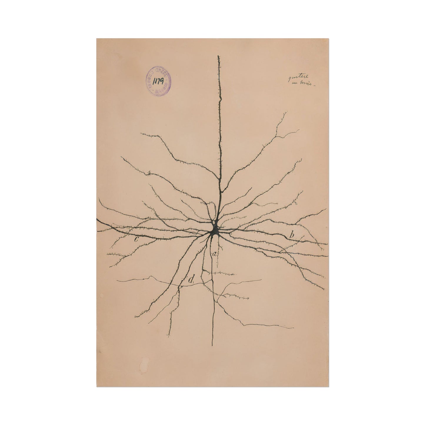 Neuron Drawing poster by Ramon Santiago y Cajal - 16x24 inch poster print