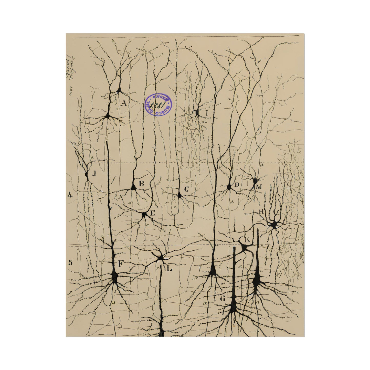 Neuron Drawing poster by Ramon Santiago y Cajal - 11x14 inch print