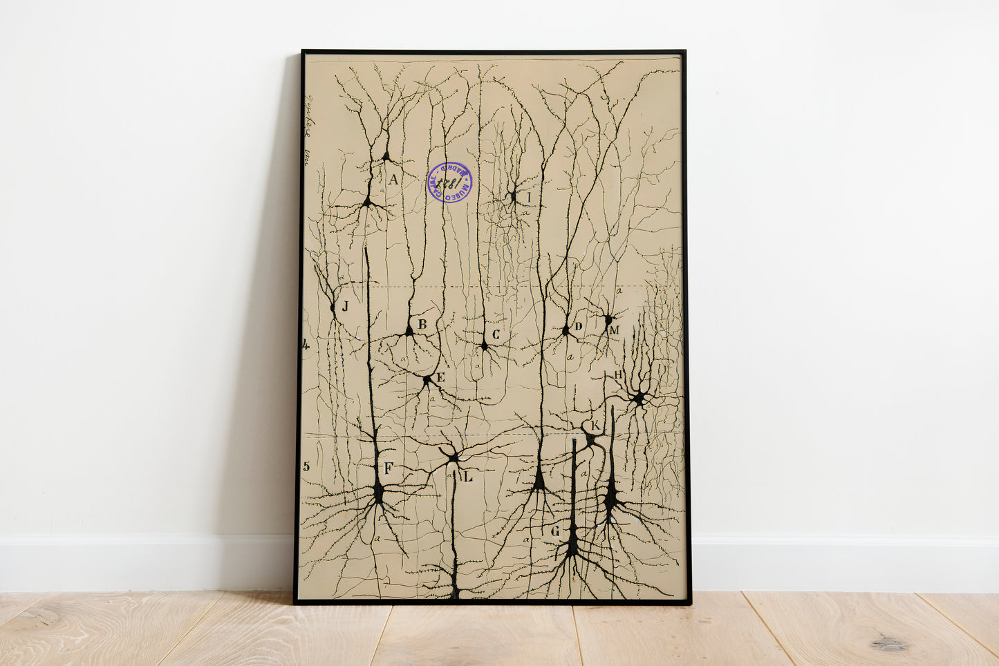 Neuron Drawing poster by Ramon Santiago y Cajal - Black frame wall art