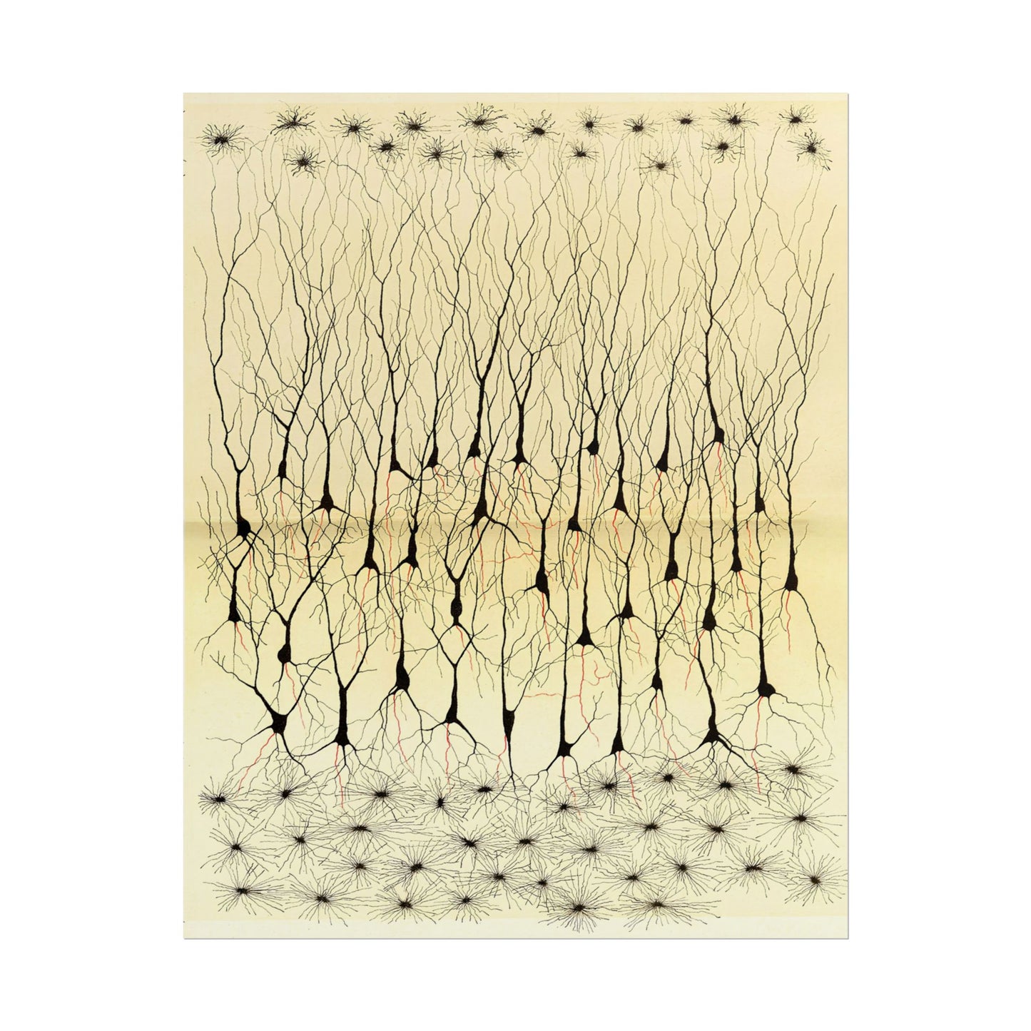 Neuron Drawing poster by Ramon Santiago y Cajal - 11x14 inch print