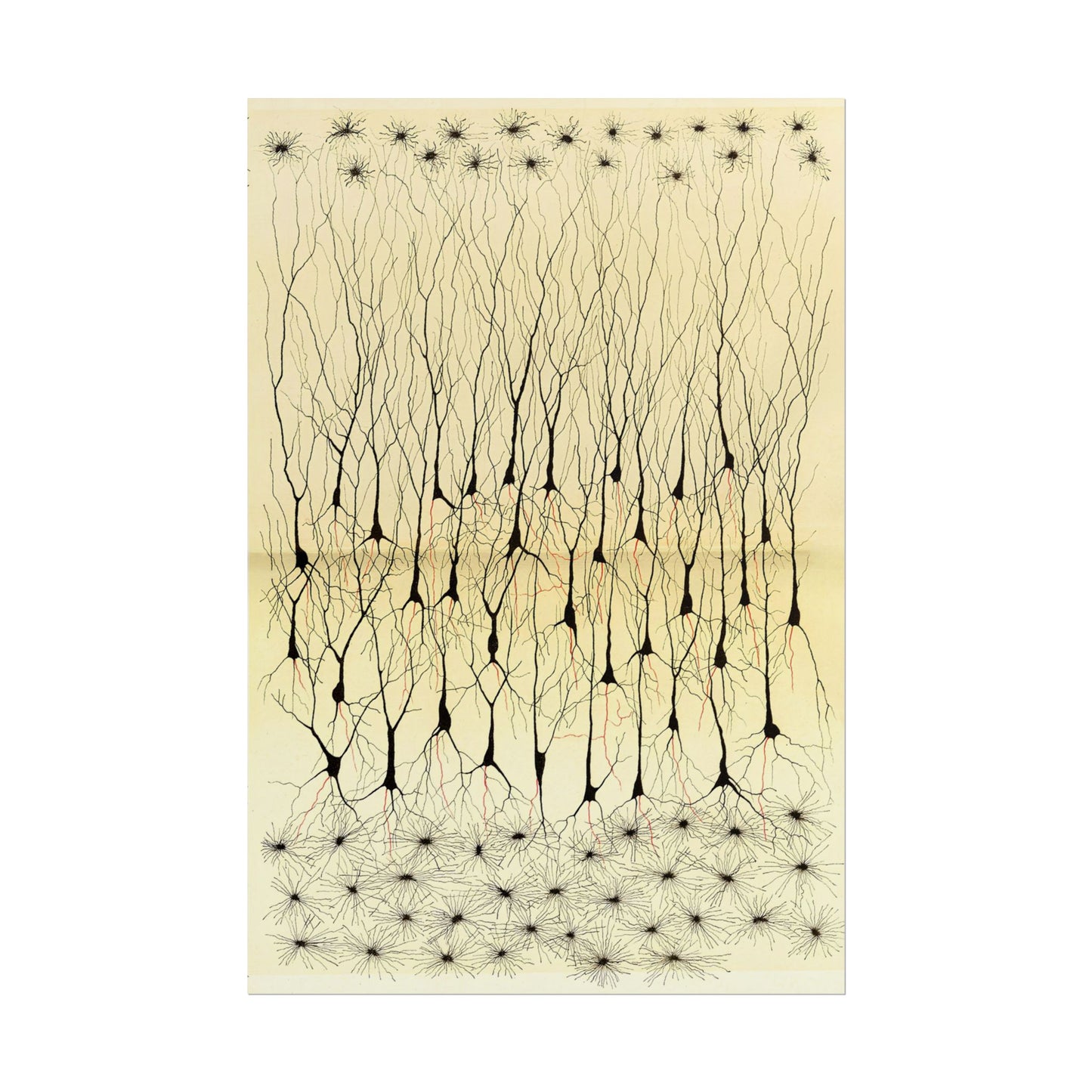 Neuron Drawing poster by Ramon Santiago y Cajal - 20x30 inch poster print