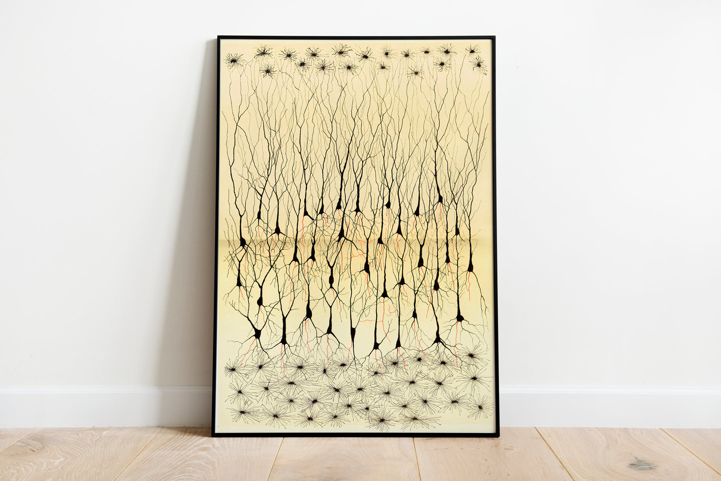 Neuron Drawing poster by Ramon Santiago y Cajal - Black frame wall art