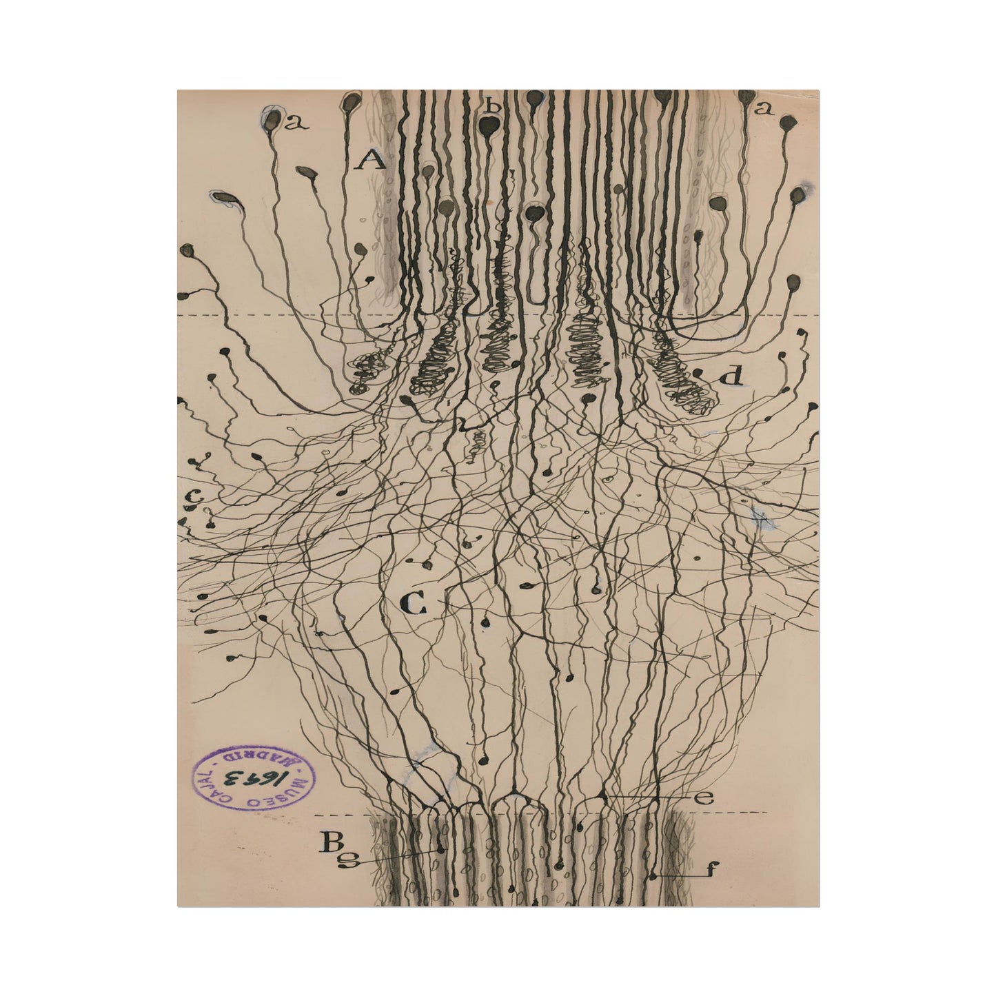 Neuron Drawing poster by Ramon Santiago y Cajal - 11x14 inch print