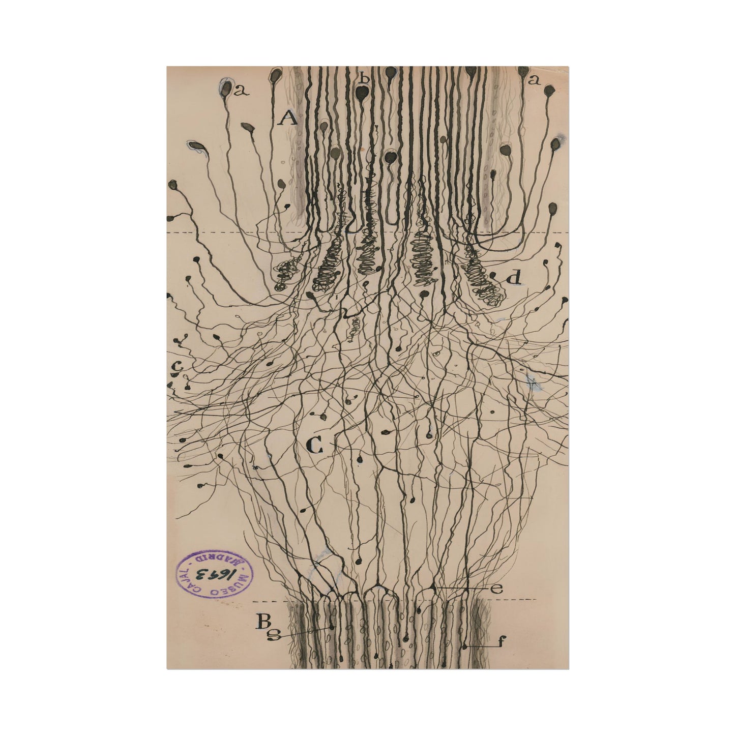 Neuron Drawing poster by Ramon Santiago y Cajal - 24x36 inch wall art