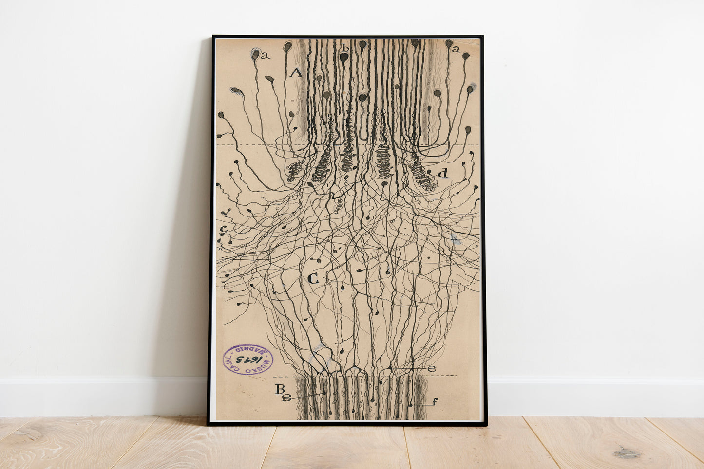 Neuron Drawing poster by Ramon Santiago y Cajal - Black frame wall art