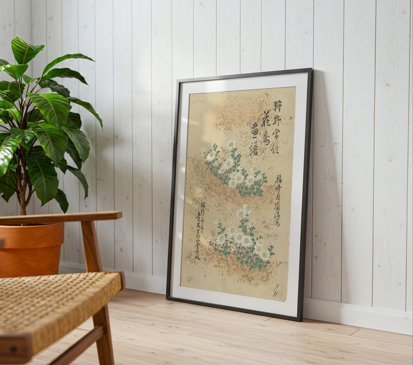 Japanese Chrysanthemum