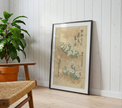 Japanese Chrysanthemum