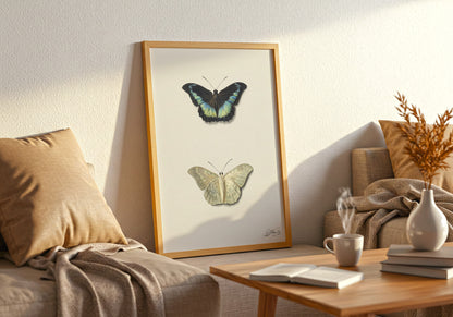 Top and Bottom View of a Butterfly