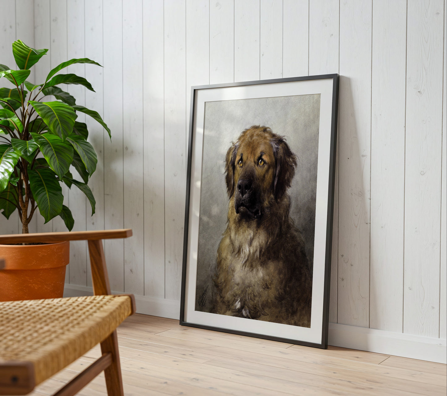 Head of a Leonberger