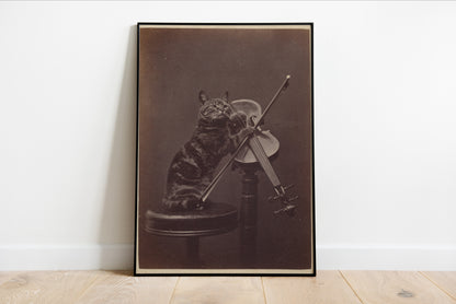 Cat Playing Violin