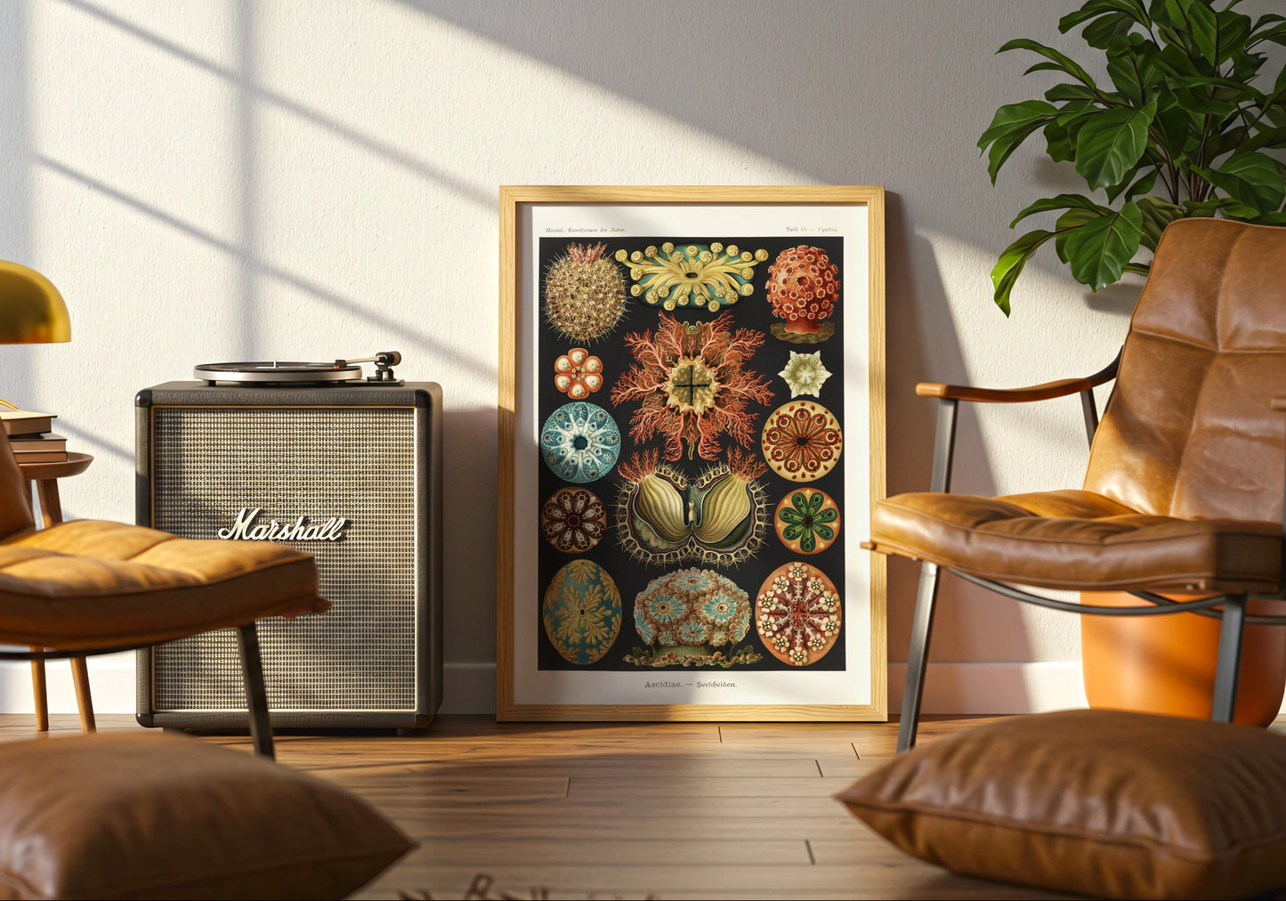 Ascidiae - Seescheiden