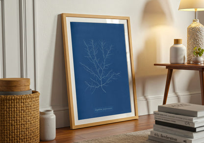 Gigartina Pupurascens Cyanotype