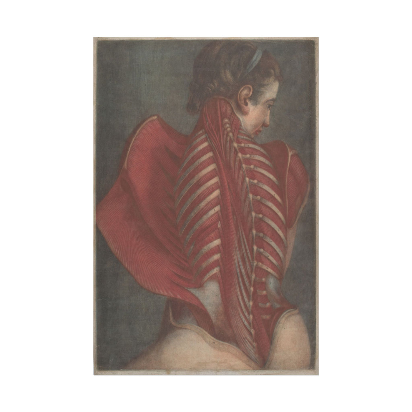 Woman's Back Dissection 12″×18″
