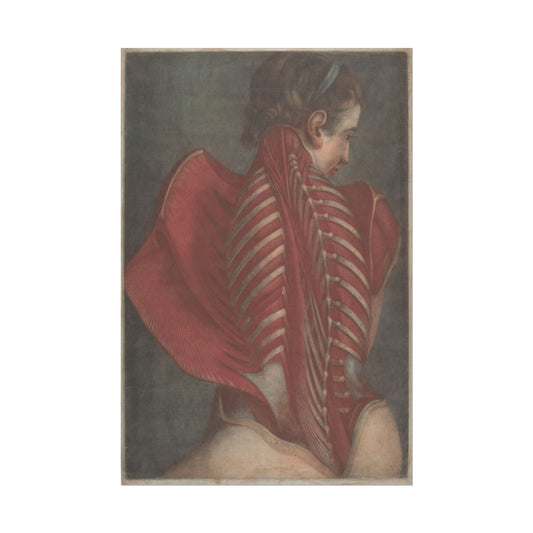 Woman's Back Dissection