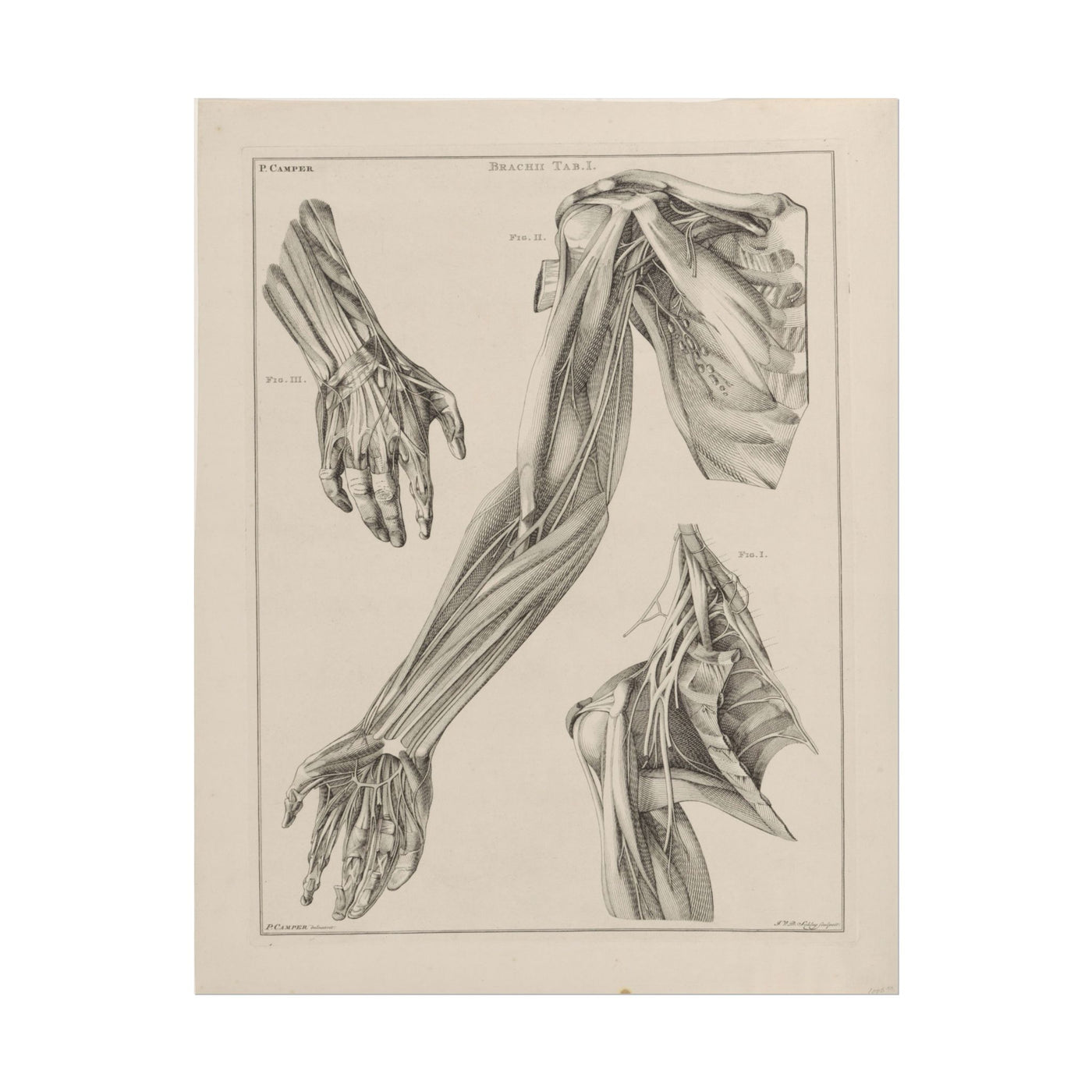 Anatomy of the Arm, Hand, and Shoulder 11″×14″