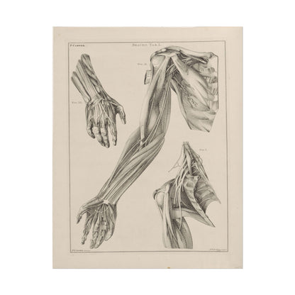 Anatomy of the Arm, Hand, and Shoulder