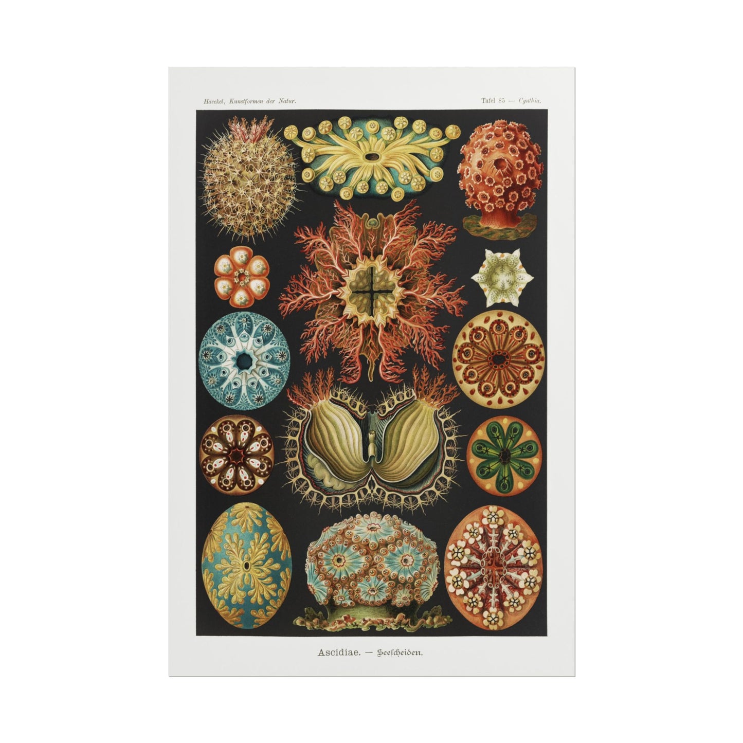 Ascidiae - Seescheiden