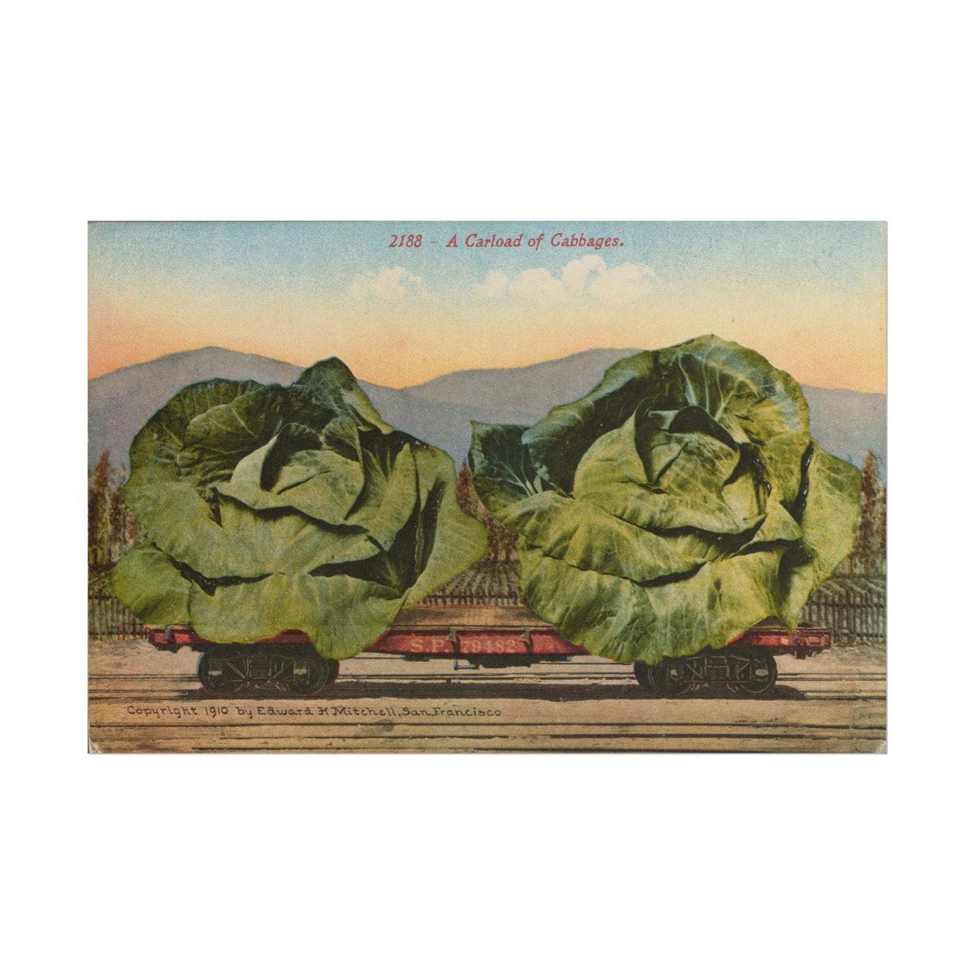 Cabbage Train 18″×12″