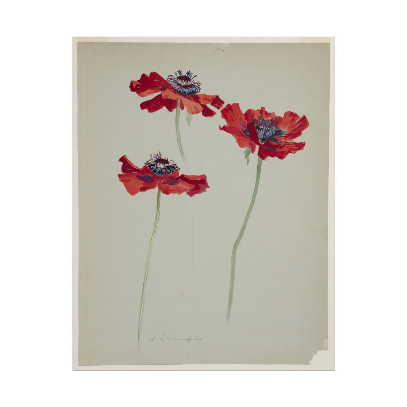 Three Studies of Poppies 11″×14″