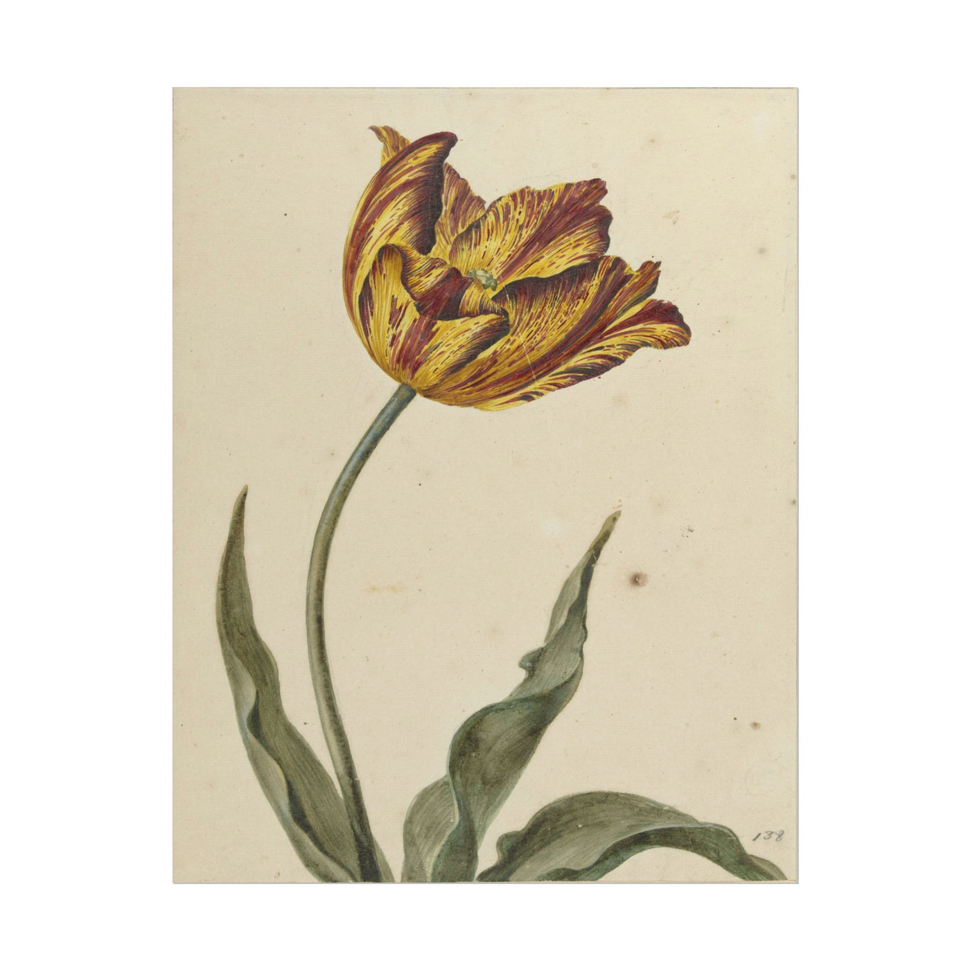 Yellow-Orange Tulip 11″×14″